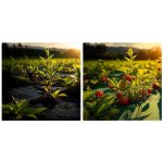 Agrowłóknina Plonos 1,6x50 m + 100 szpilek, czarno-zielona